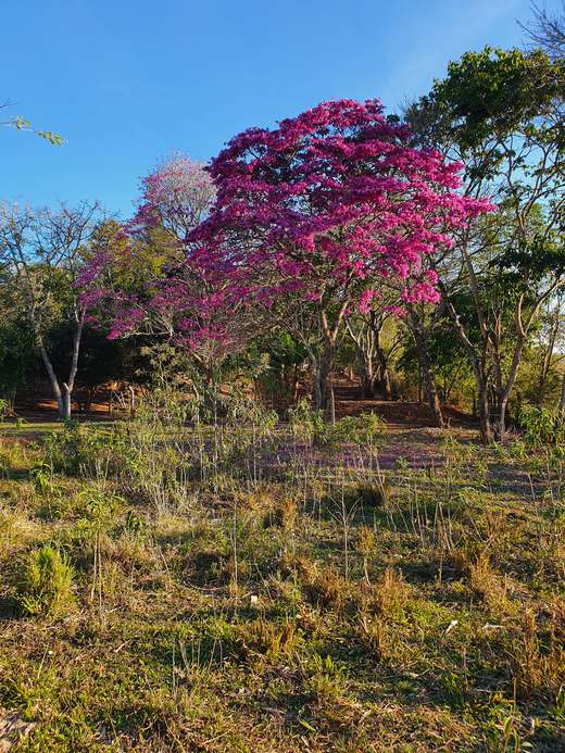 Ipê florido no terreno da Pousada Santa Júlia